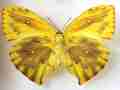 Phoebis rurina (aberration) 2 (Internet Image property of respective owner, non-commercial use only)